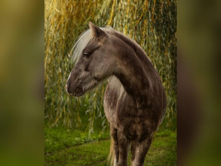 Duitse classic pony Hengst 7 Jaar 108 cm in Oberderdingen