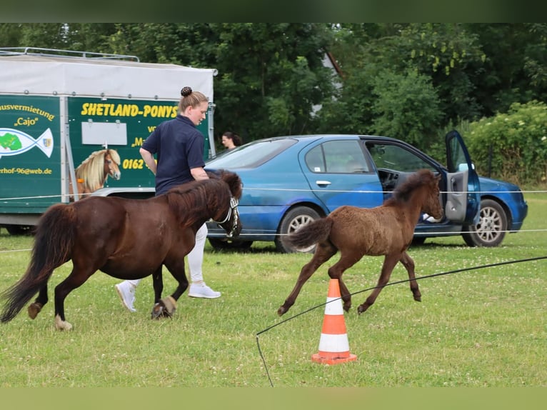 Duitse classic pony Hengst Veulen (05/2025) 110 cm Appaloosa in Grimmen