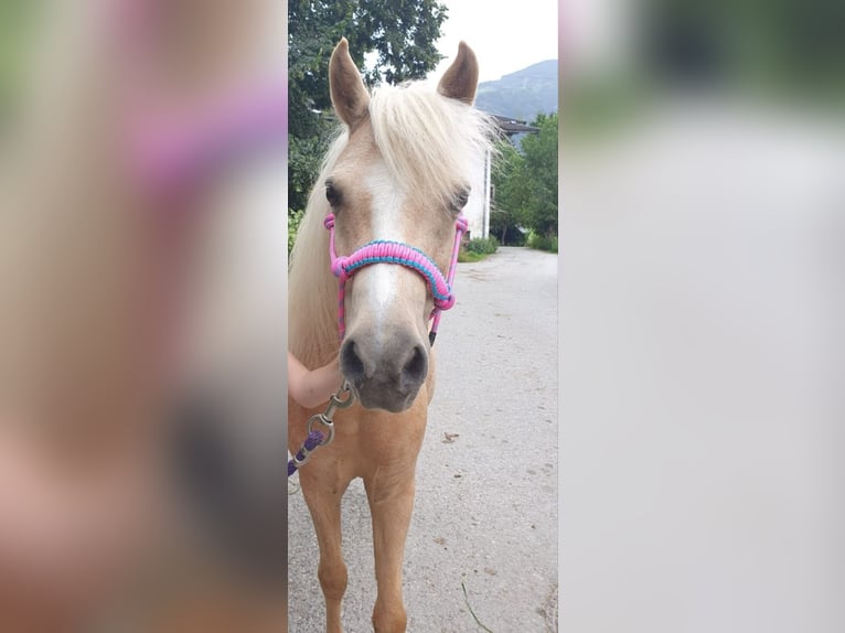 Duitse classic pony Merrie 10 Jaar 120 cm Palomino in Taufkirchen
