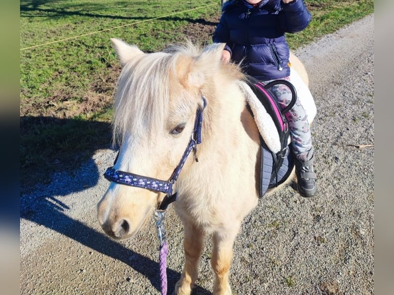 Duitse classic pony Merrie 10 Jaar 120 cm Palomino in Taufkirchen