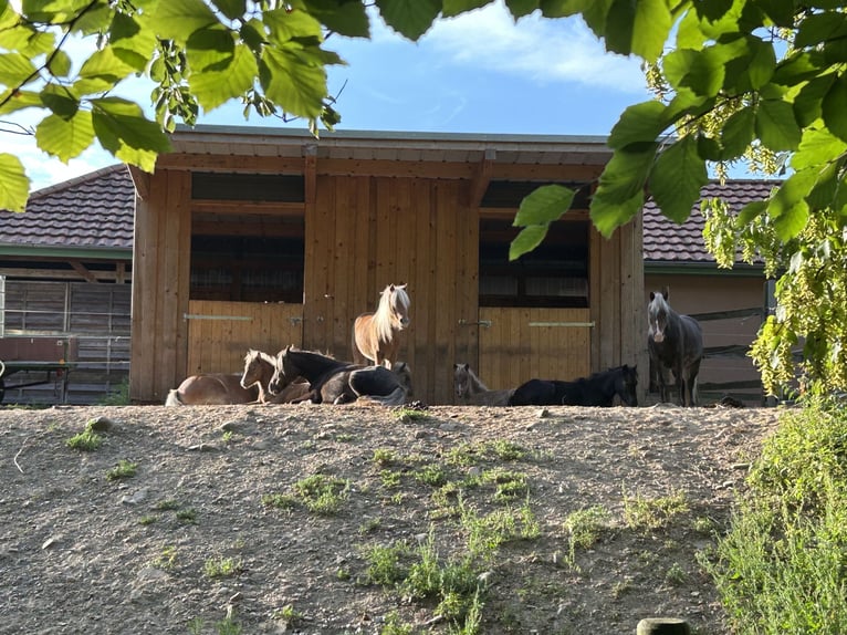 Duitse classic pony Merrie 13 Jaar 110 cm Vos in Goslar