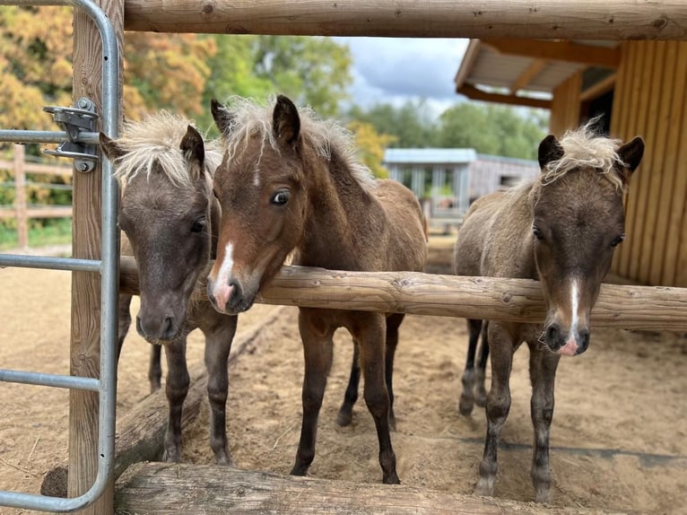 Duitse classic pony Merrie 13 Jaar 110 cm Vos in Goslar