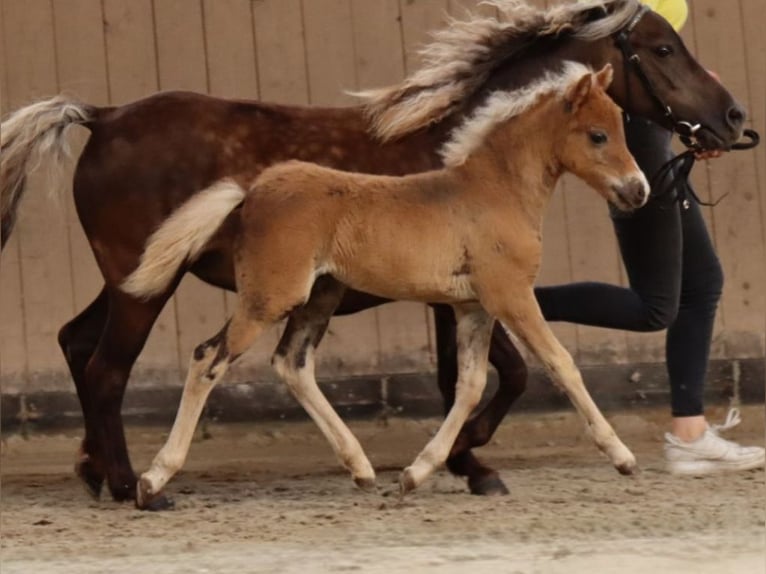 Duitse classic pony Merrie 13 Jaar 110 cm Vos in Goslar