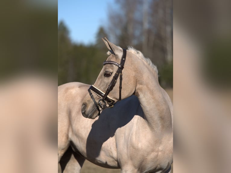 Duitse classic pony Merrie 14 Jaar 142 cm Buckskin in Ekolsund