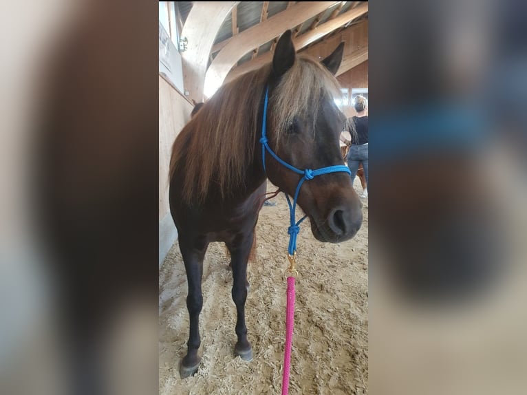 Duitse classic pony Merrie 16 Jaar 112 cm Donkere-vos in Pfyn
