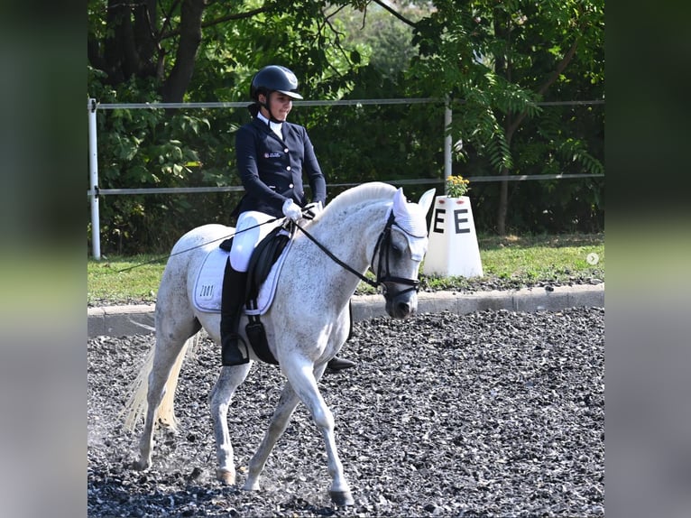 Duitse classic pony Merrie 17 Jaar Appelschimmel in Sarajevo