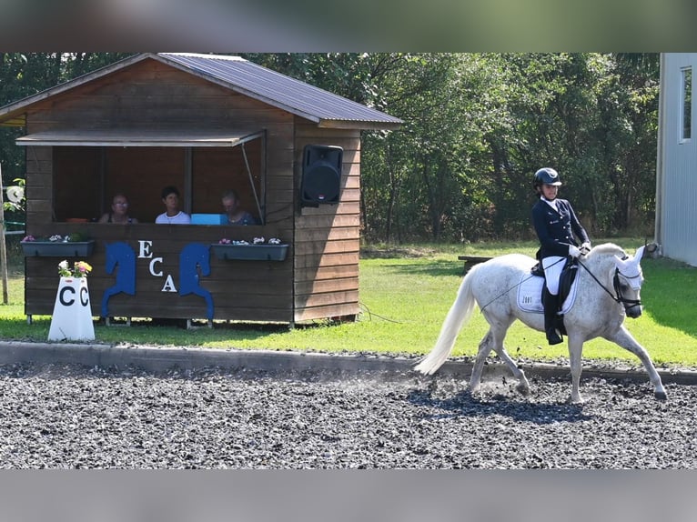 Duitse classic pony Merrie 17 Jaar Appelschimmel in Sarajevo