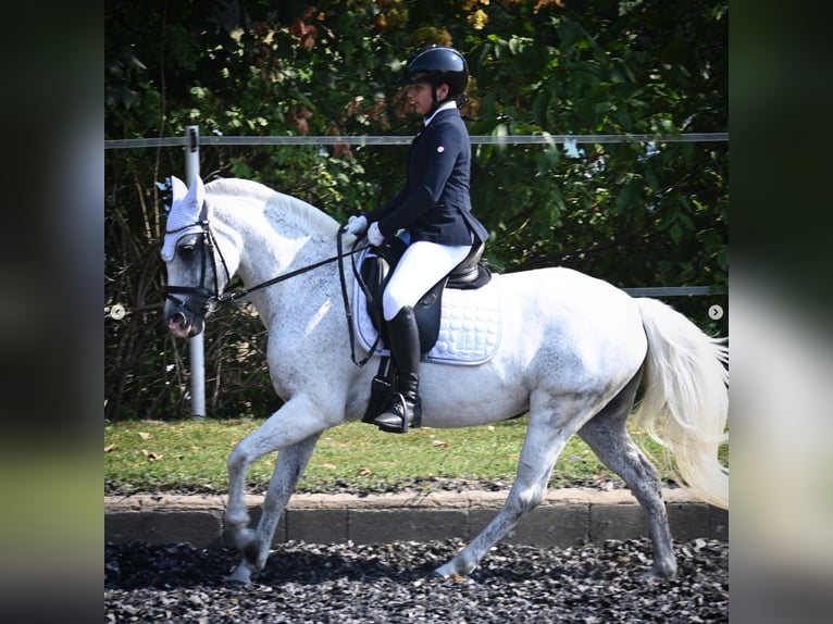 Duitse classic pony Merrie 17 Jaar Appelschimmel in Sarajevo