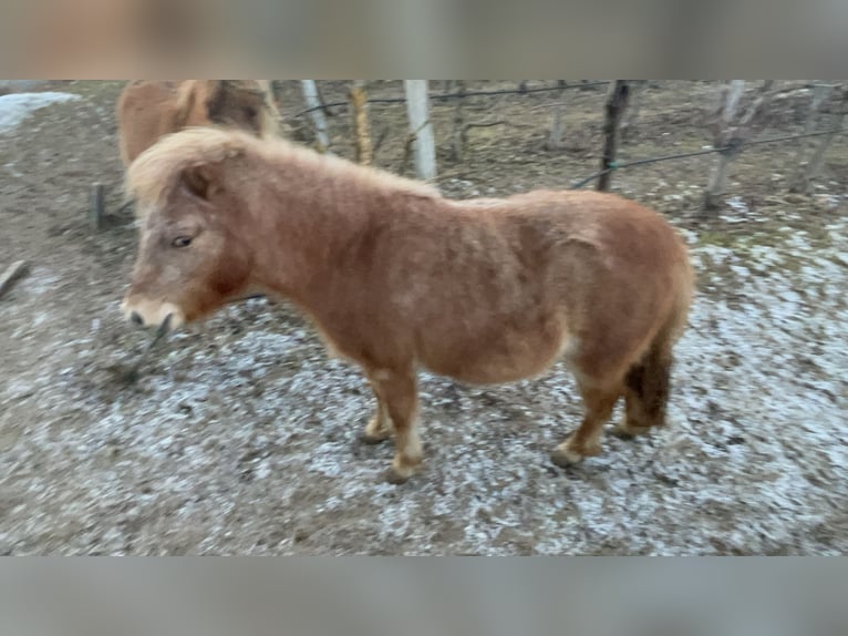 Duitse classic pony Mix Merrie 2 Jaar 96 cm Vos in Götzens