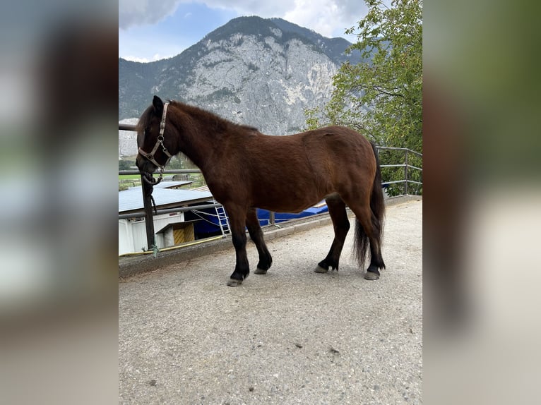 Duitse classic pony Merrie 3 Jaar 107 cm Donkerbruin in Axams