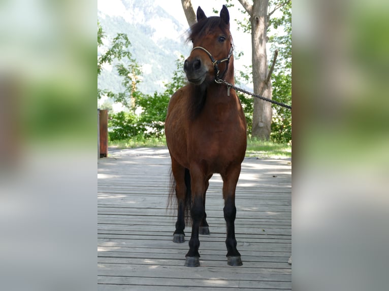 Duitse classic pony Merrie 3 Jaar 107 cm Donkerbruin in Axams