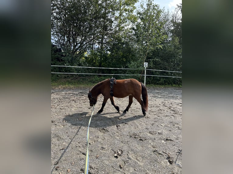 Duitse classic pony Merrie 3 Jaar 107 cm Donkerbruin in Axams