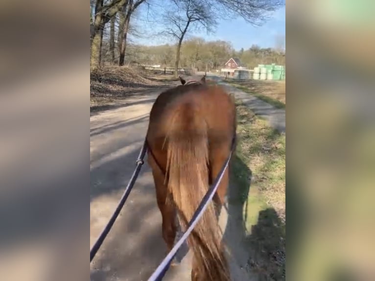 Duitse classic pony Merrie 3 Jaar 136 cm Vos in Malden