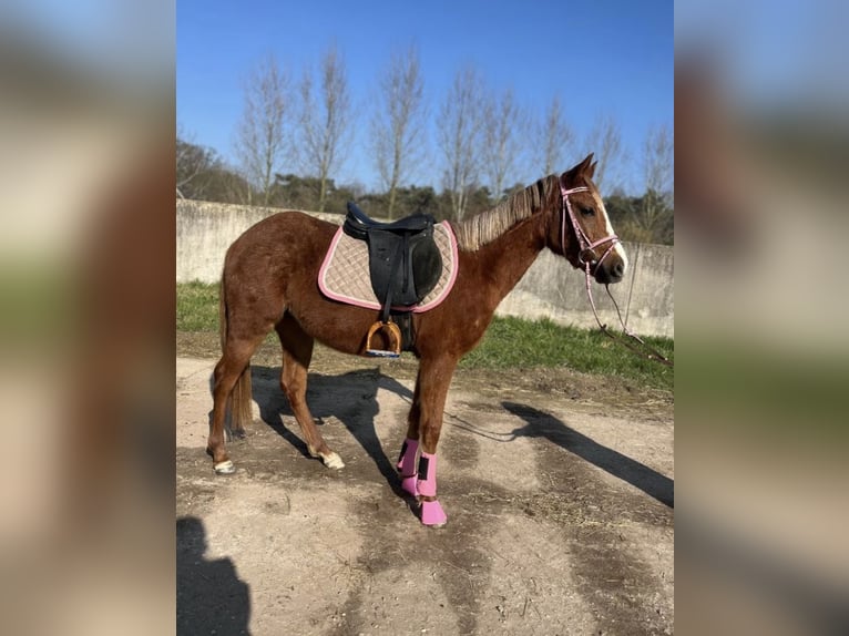 Duitse classic pony Merrie 3 Jaar 136 cm Vos in Malden