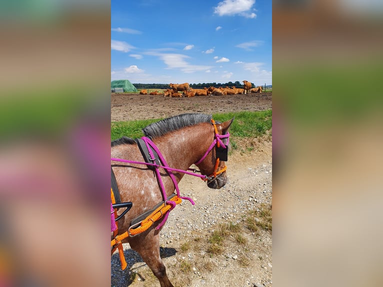 Duitse classic pony Merrie 9 Jaar 107 cm Appaloosa in München