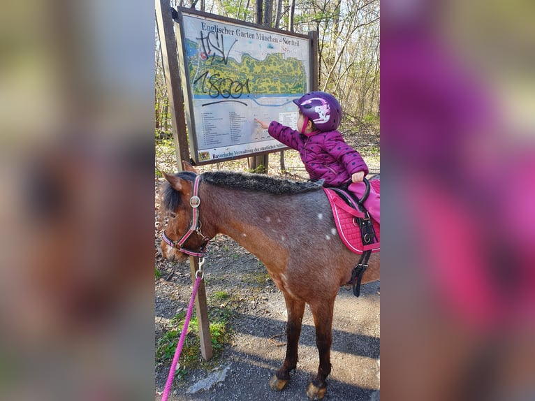 Duitse classic pony Merrie 9 Jaar 107 cm Appaloosa in München