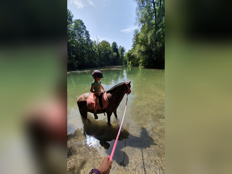 Duitse classic pony Merrie 9 Jaar 107 cm Appaloosa in München