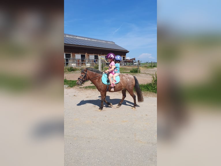 Duitse classic pony Merrie 9 Jaar 107 cm Appaloosa in München