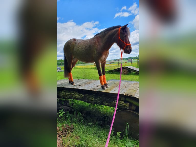 Duitse classic pony Merrie 9 Jaar 107 cm Appaloosa in München