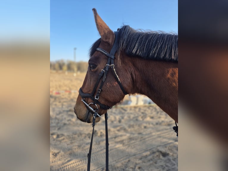 Duitse classic pony Mix Ruin 13 Jaar 146 cm Bruin in Britz