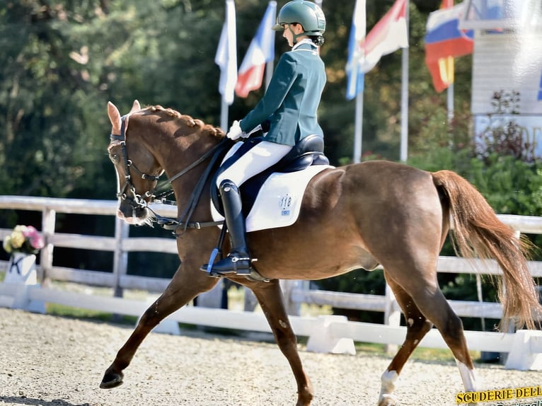 Duitse classic pony Ruin 18 Jaar Vos in Segrate