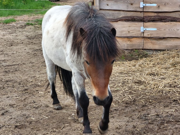 Duitse classic pony Mix Ruin 2 Jaar 120 cm in Obere Warnow Ortsteil Grebbin