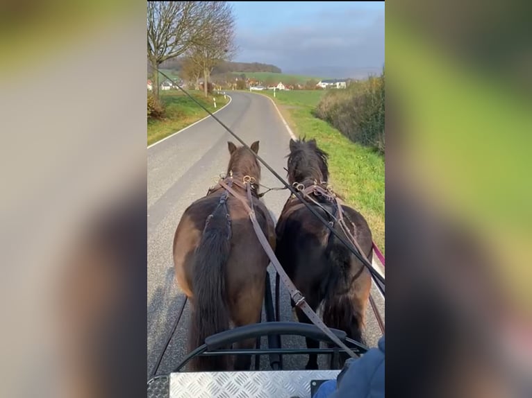 Duitse classic pony Ruin 4 Jaar 105 cm Zwartbruin in Uslar-Fürstenhagen