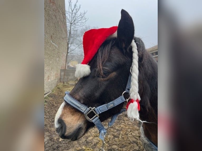 Duitse classic pony Ruin 5 Jaar 146 cm Bruin in Pottendorf