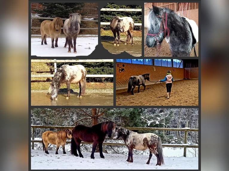 Duitse classic pony Ruin 8 Jaar 112 cm Appaloosa in Deggendorf