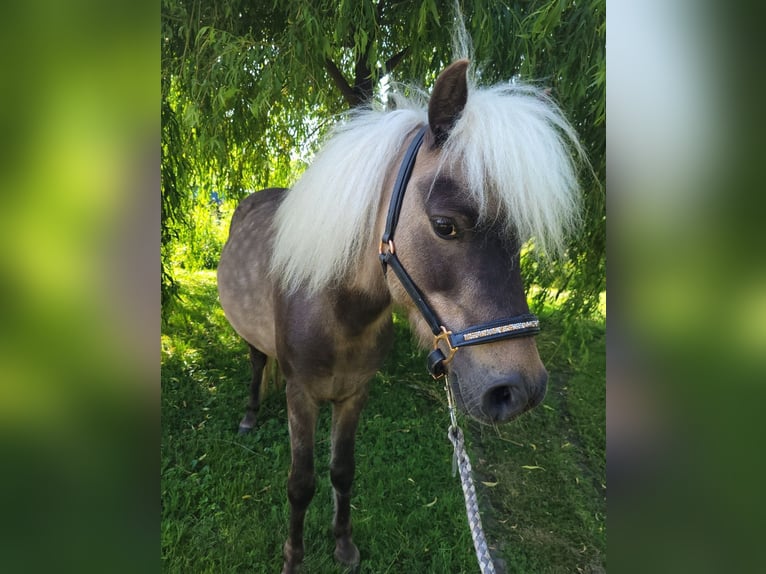 Duitse classic pony Ruin 9 Jaar 110 cm in Oberderdingen