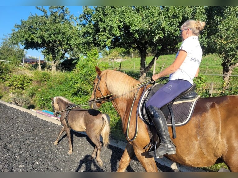 Duitse classic pony Ruin 9 Jaar 110 cm in Oberderdingen