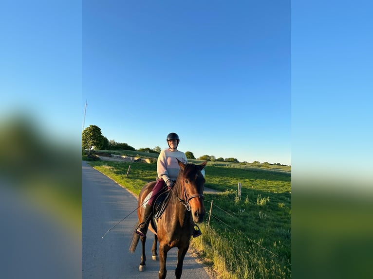 Duitse draver Merrie 10 Jaar 157 cm Bruin in Bordesholm