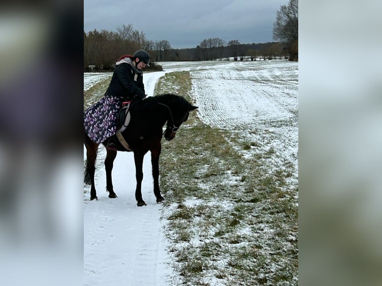 Duitse draver Merrie 10 Jaar 157 cm Bruin in Bordesholm