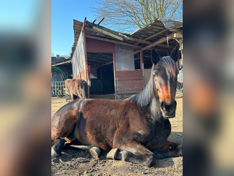 Duitse draver Merrie 10 Jaar 157 cm Bruin in Bordesholm