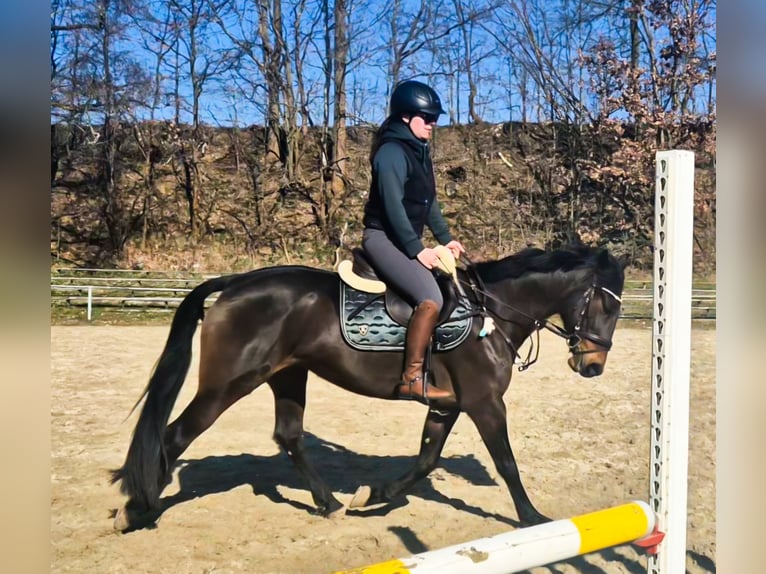 Duitse draver Merrie 10 Jaar 157 cm Bruin in Limbach-Oberfrohna