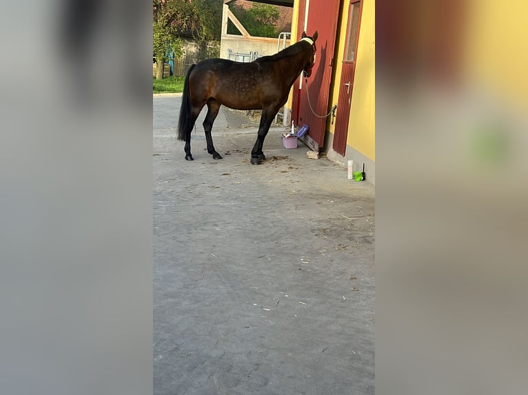 Duitse draver Merrie 10 Jaar 167 cm Donkerbruin in GeslaU