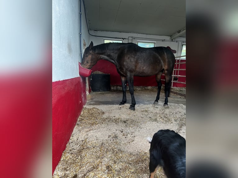 Duitse draver Merrie 10 Jaar 167 cm Donkerbruin in GeslaU