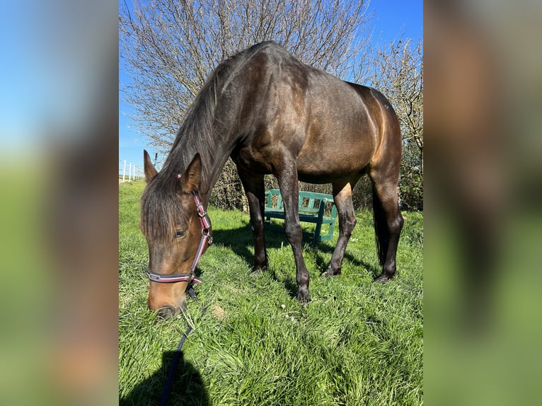 Duitse draver Merrie 10 Jaar 167 cm Donkerbruin in GeslaU