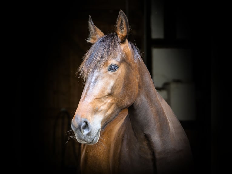 Duitse draver Merrie 10 Jaar 167 cm Donkerbruin in GeslaU