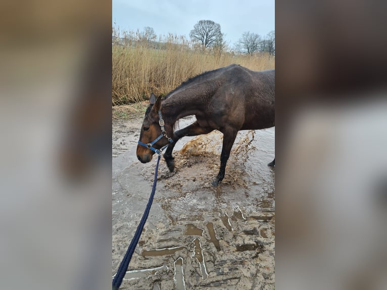 Duitse draver Merrie 11 Jaar 154 cm Bruin in Thyrow