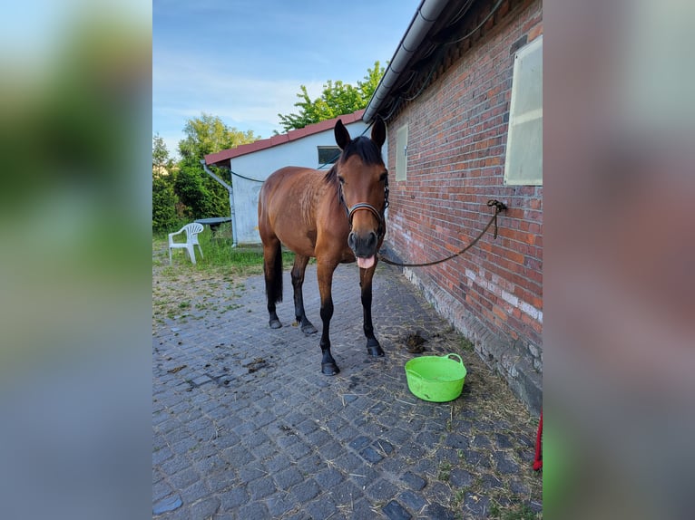 Duitse draver Merrie 11 Jaar 157 cm Bruin in Langenhagen
