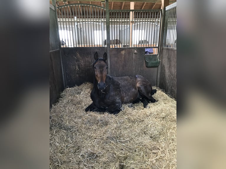 Duitse draver Merrie 11 Jaar 165 cm Bruin in Schweitenkirchen