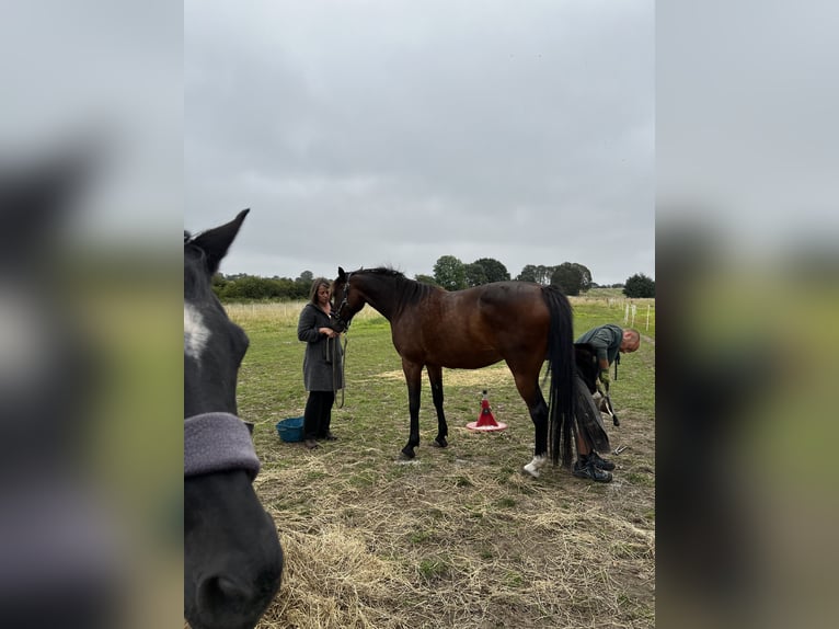 Duitse draver Merrie 12 Jaar 158 cm Bruin in Harrislee