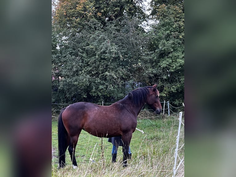 Duitse draver Merrie 12 Jaar 158 cm Bruin in Harrislee