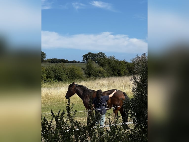 Duitse draver Merrie 12 Jaar 158 cm Bruin in Harrislee