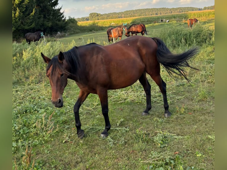 Duitse draver Merrie 12 Jaar 160 cm Bruin in Havelberg