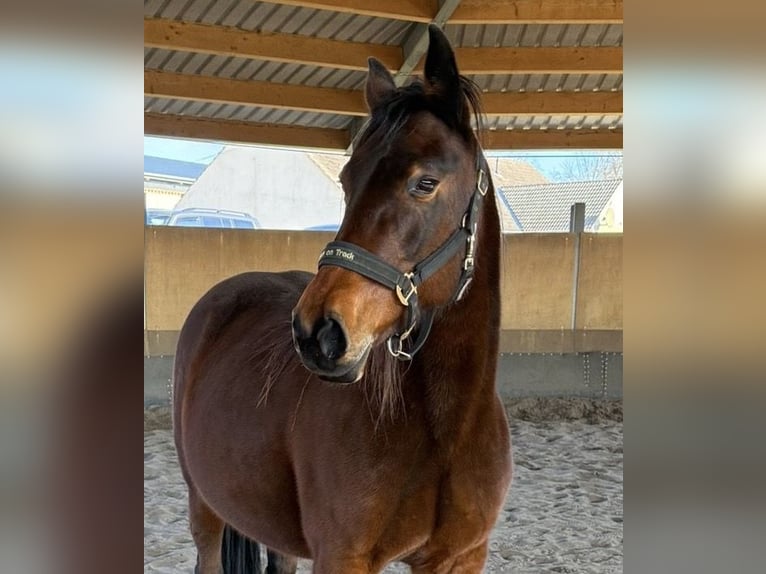 Duitse draver Merrie 12 Jaar 165 cm Bruin in Stahnsdorf