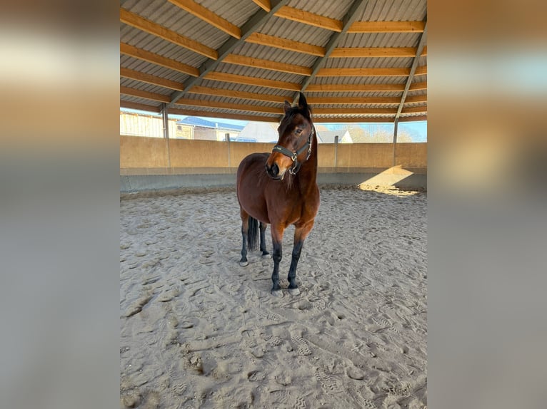 Duitse draver Merrie 12 Jaar 165 cm Bruin in Stahnsdorf