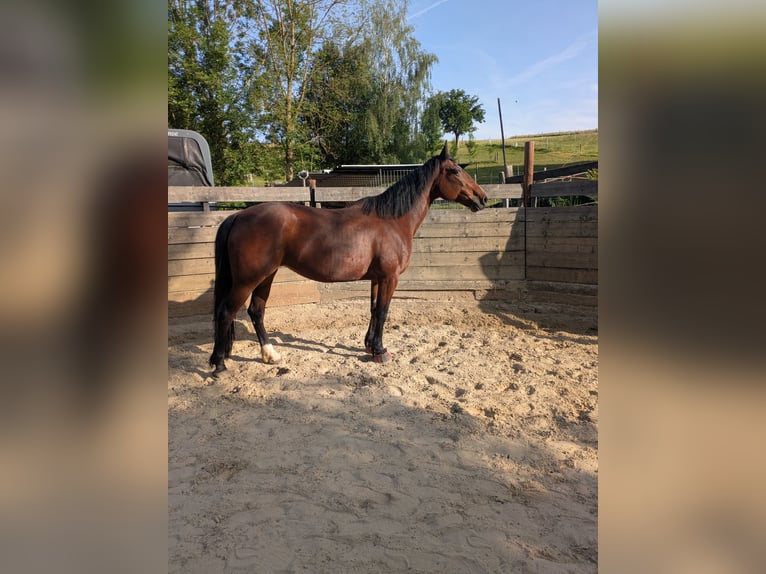 Duitse draver Merrie 13 Jaar 160 cm Bruin in Engelskirchen