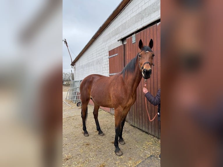 Duitse draver Merrie 13 Jaar 163 cm Lichtbruin in Tornesch